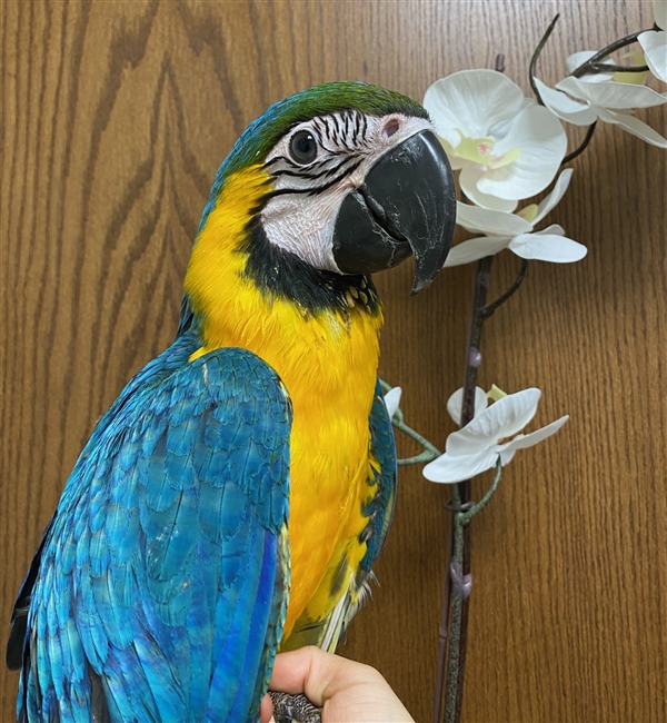 Blue and Gold Macaw - Female