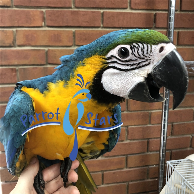 Blue and Gold Macaw