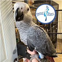 Congo African Grey - Male