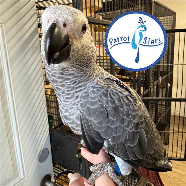 Congo African Grey - Male