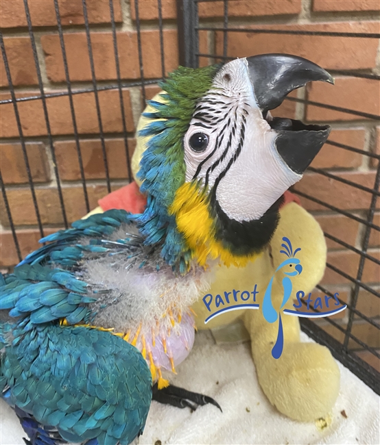 Blue and Gold Macaw - Male