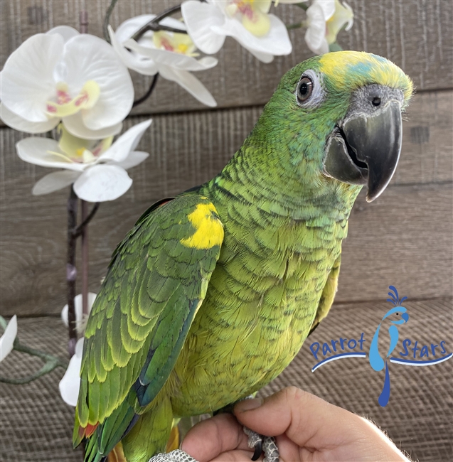 Blue Fronted Amazon - Male