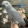 Congo African Grey - Female