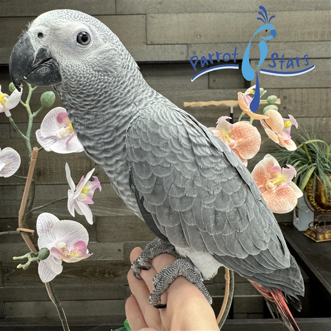 Congo African Grey - Female