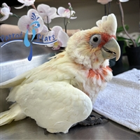 Slender Billed Cockatoo - Female