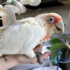 Slender Billed Cockatoo - Male