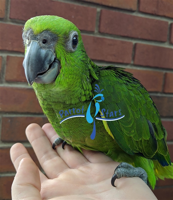 Yellow Naped Amazon - Female