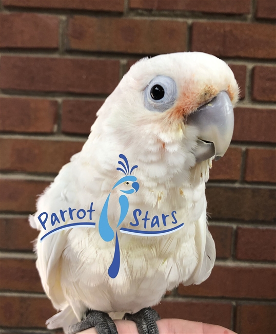 Goffin Cockatoo - Male