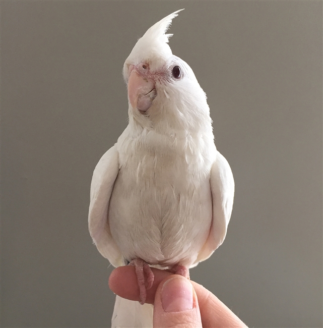 Cockatiel - Albino