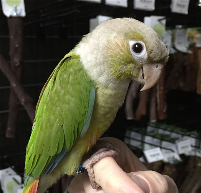 Green Cheek Conure - Cinnamon