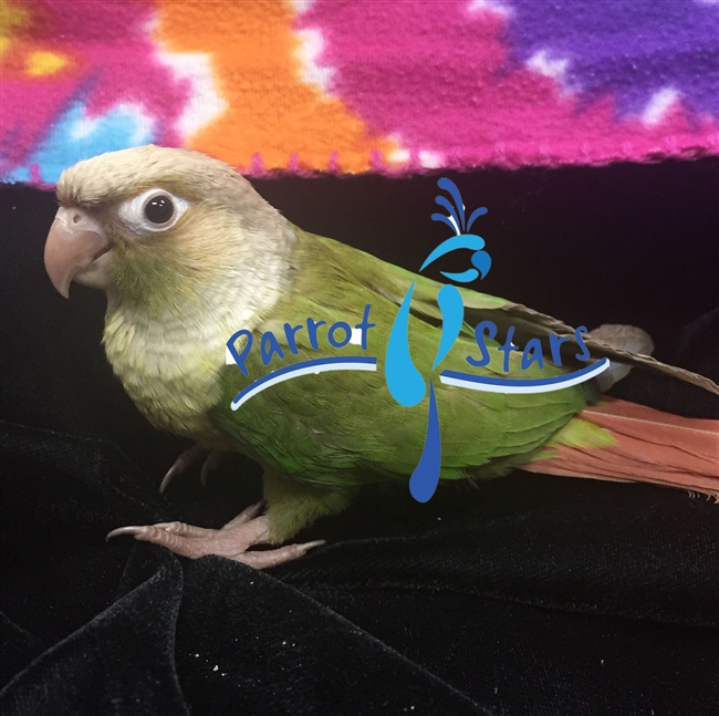 Green Cheek Conure - Cinnamon