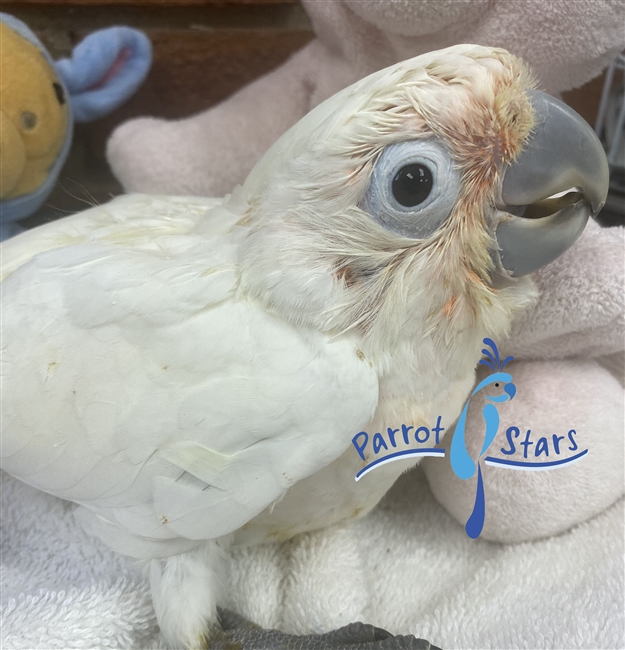 Goffin's Cockatoo - Male