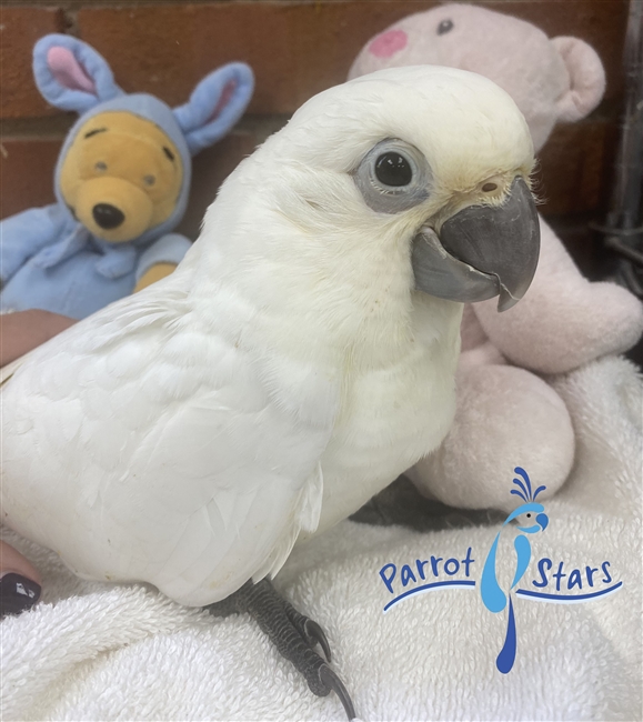 Umbrella - Bare Eye Hybrid Cockatoo