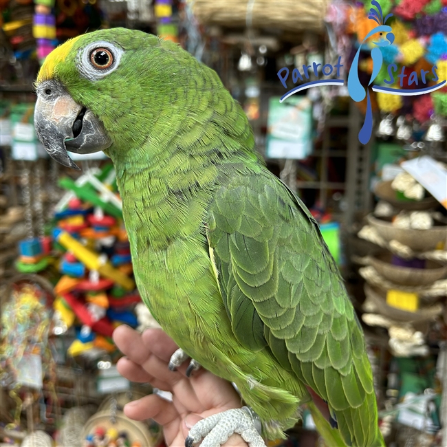 Yellow Crowned Amazon -  Female