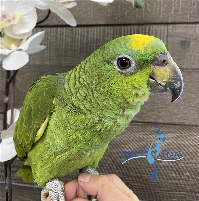 Yellow Naped Amazon - Parrot Stars