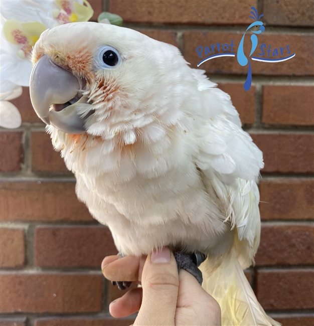 Goffin's Cockatoo - Male