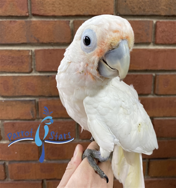 Goffin Cockatoo - Male