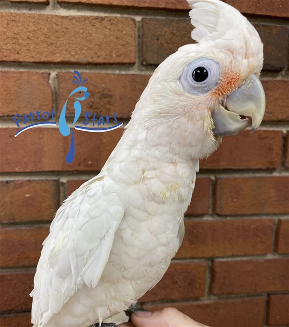 Goffin Cockatoo - Male
