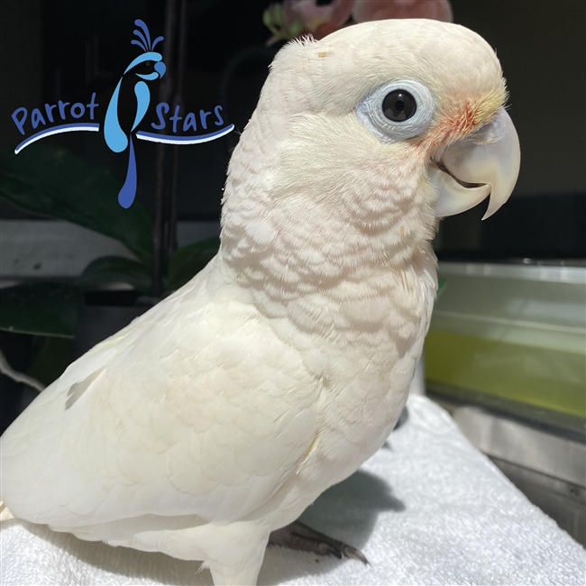 Goffin's Cockatoo - Female