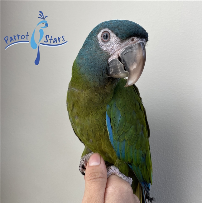 Blue Headed Macaw - Female