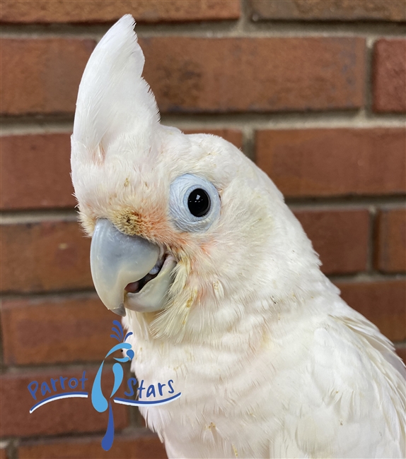 Goffin Cockatoo - Female