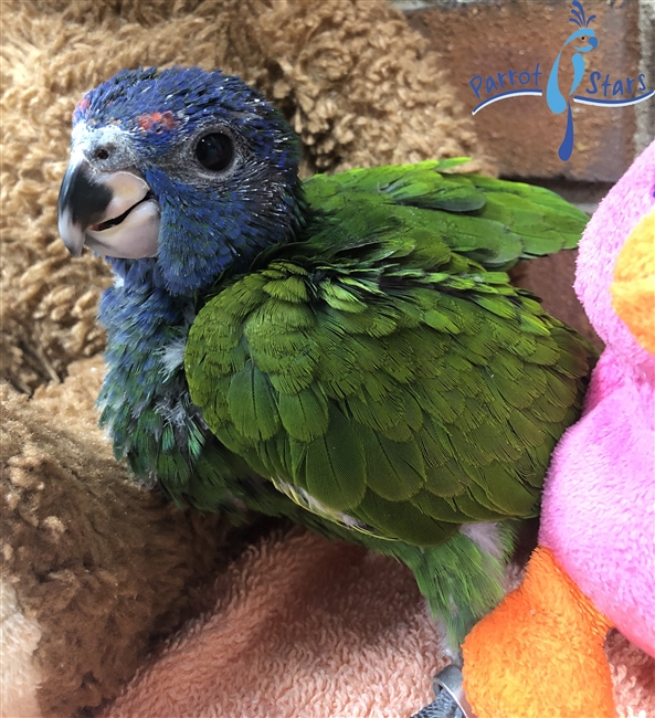 Blue Headed Pionus - Male