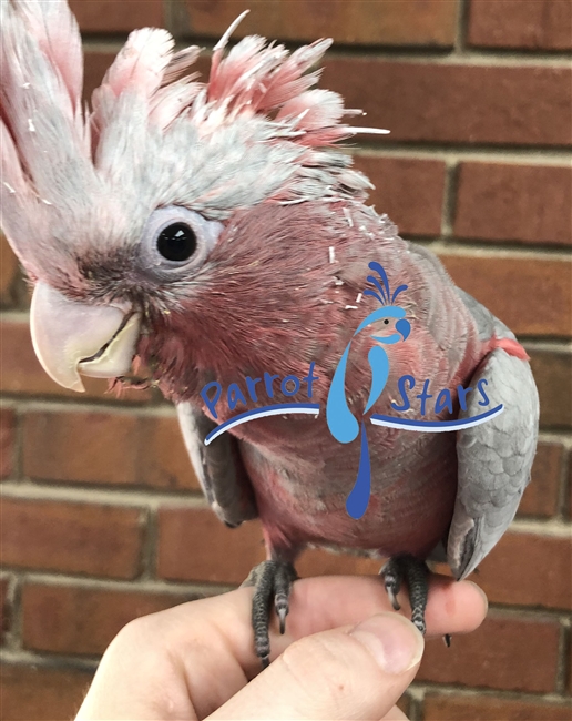 Rose Breasted Cockatoo - Male