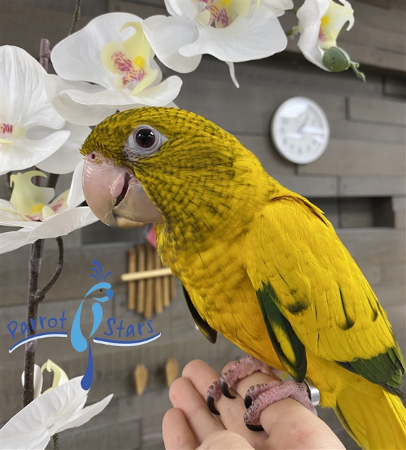 Golden Conure - Queen of Bavaria - Female