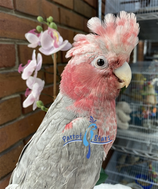 Rose Breasted Cockatoo - Male