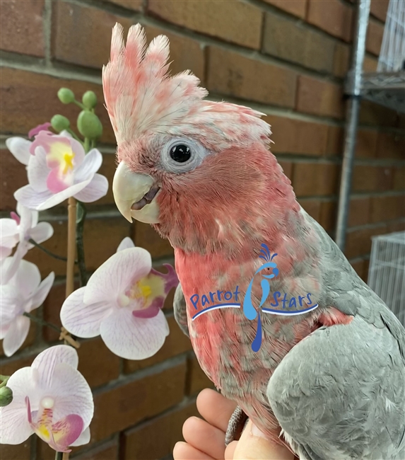 Rose Breasted Cockatoo - Female