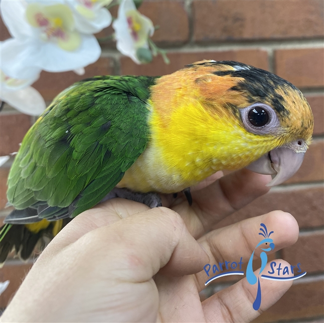 White Bellied Caique - Male