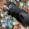 Red Tail Black Cockatoo - Female