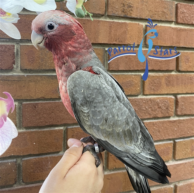 Rose Breasted Cockatoo - Female