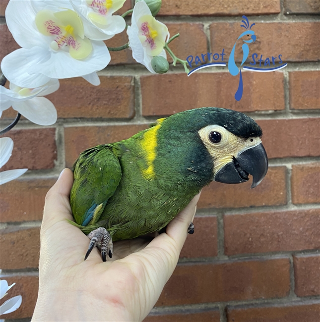 Yellow Collared Macaws -  Female