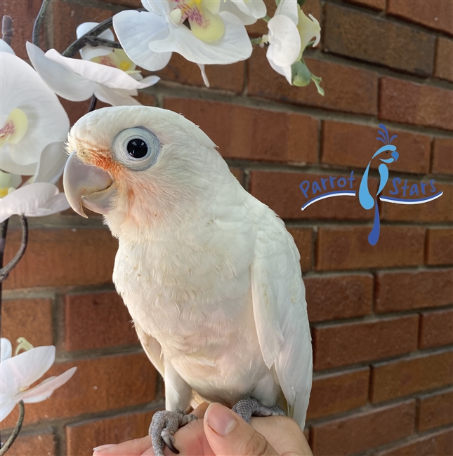 Goffin's Cockatoo - Female