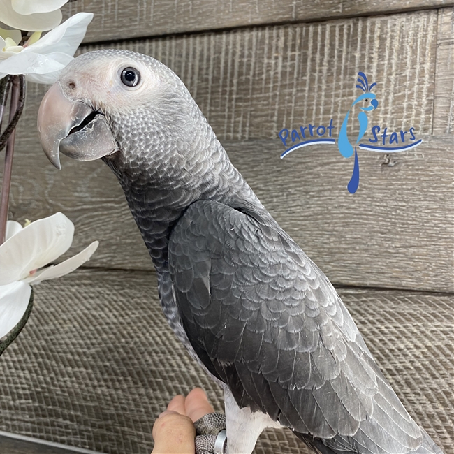 Timneh African Grey - Male