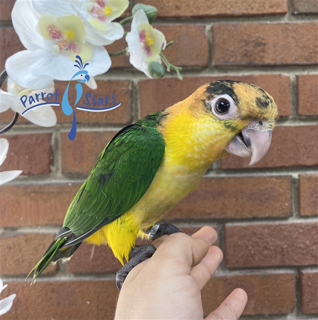 White Bellied Caique - Male