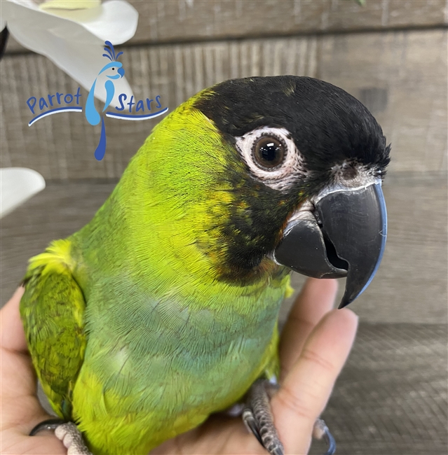 Nanday Conure - Male