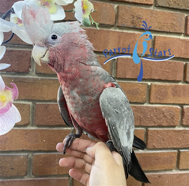 Rose Breasted Cockatoo - Male