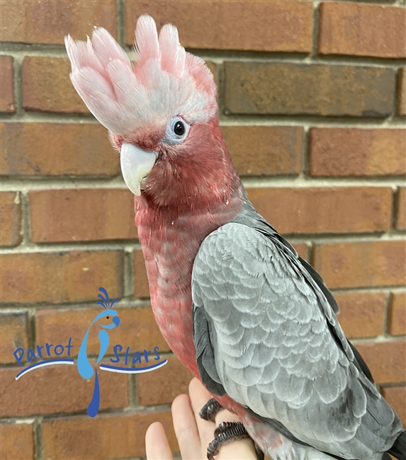 Rose Breasted Cockatoo - Female