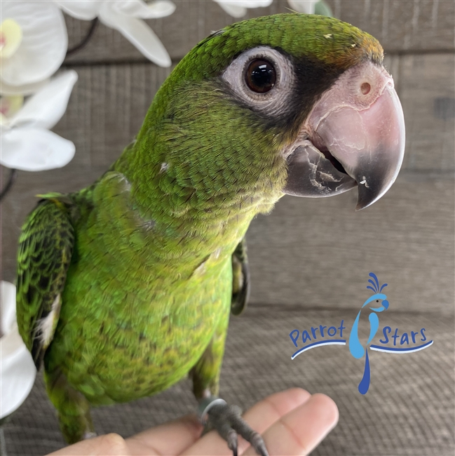 Jardine Parrot - Male