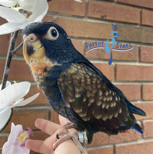 Bronze Wing Pionus - Male