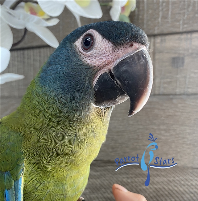 Blue Headed Macaw - Female