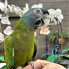 Blue Headed Macaw - Male