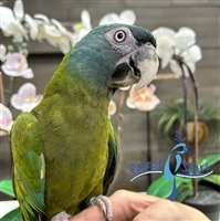 Blue Headed Macaw - Male