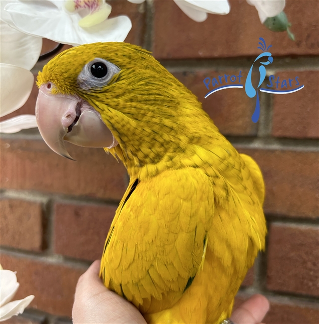 Golden Conure - Queen of Bavaria - Male