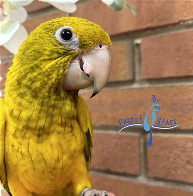 Golden Conure - Queen of Bavaria - Male