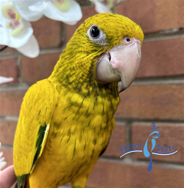 Golden Conure - Queen of Bavaria - Male