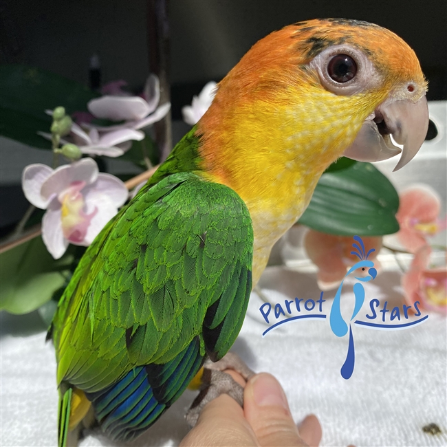 White Bellied Caique - Male