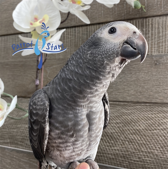 Timneh African Grey - Male